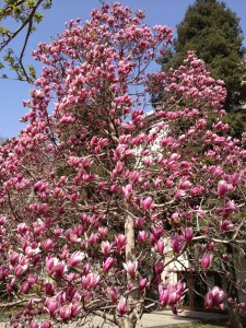 紫木蓮IMG_0372