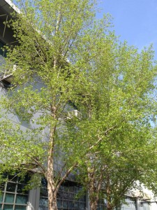 北京緑IMG_0421