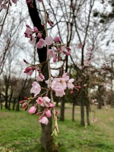 IMG_3166 (1)